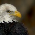 Watchful Eye