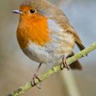 Robin