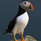 Puffin in pose