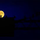 Moon Bird