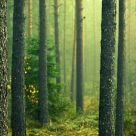 Green Forest