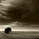 Solitary tree