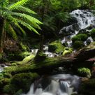 Cora Lynn falls