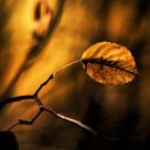Autumn Warm