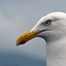 SeaGull (Larus argentatus)