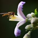 The Visitor