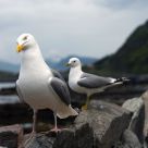 Curious Gull (Larus argentatus)