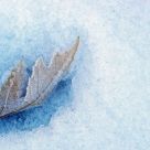 Snow Covered Leaf