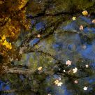 Autumnal Reflection II