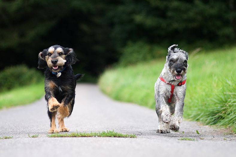 The race