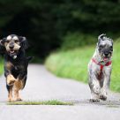 The race