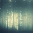 Foggy Forest