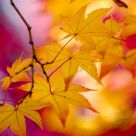 FALL'S COLOUR