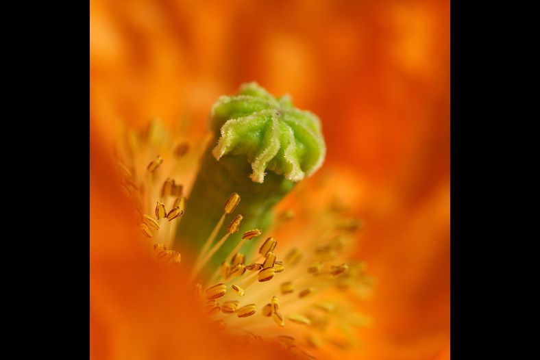The heart of the flower