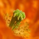 The heart of the flower