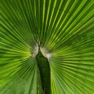 Palm leaf II