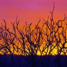 Bush Close Up at Sunset
