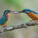 kingfishers sharing a fish