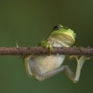 youg tree frog