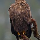 White-tailed eagle portrait