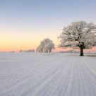The lonesome oak.