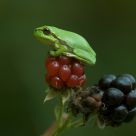 young tree frog