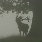 Red deer
