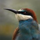 bee-eater portrait