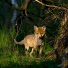 youg red fox