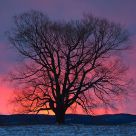 The Great Tree