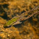 Edible Frog