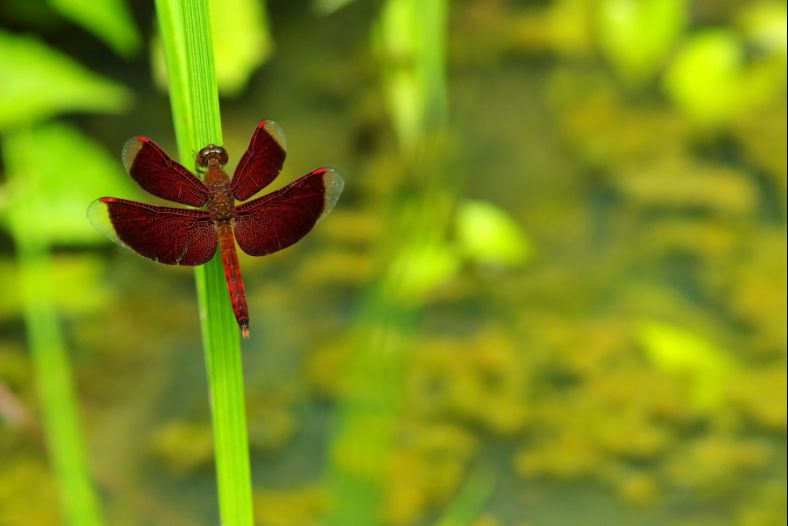 Red ribbon