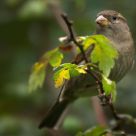sparrow