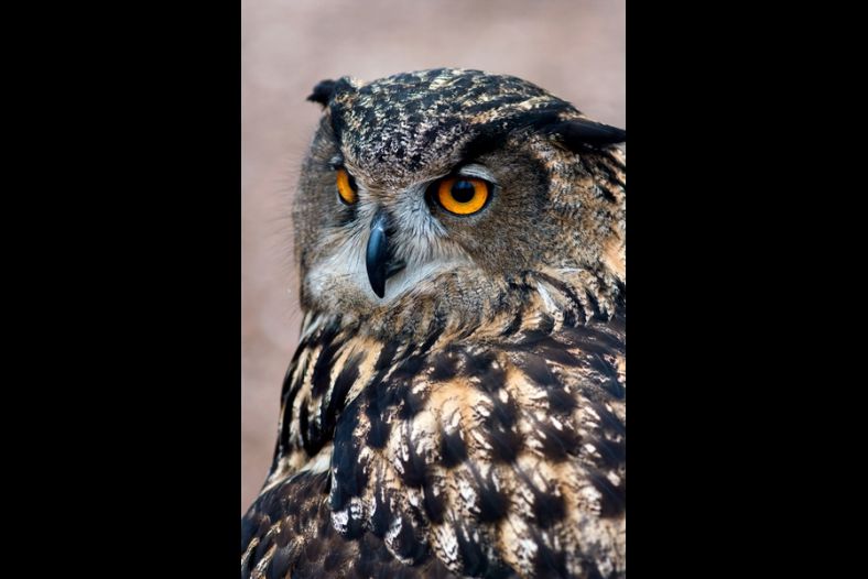 Bubo bubo