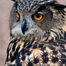 Bubo bubo