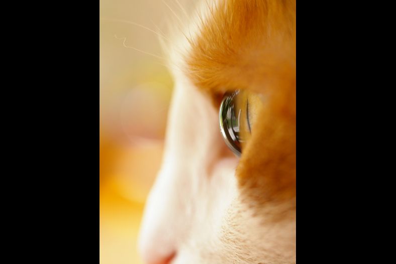 Looking through the window