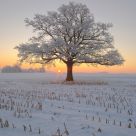 Oak at sunrise.