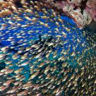 Glass fish