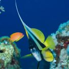 A very curious fish.