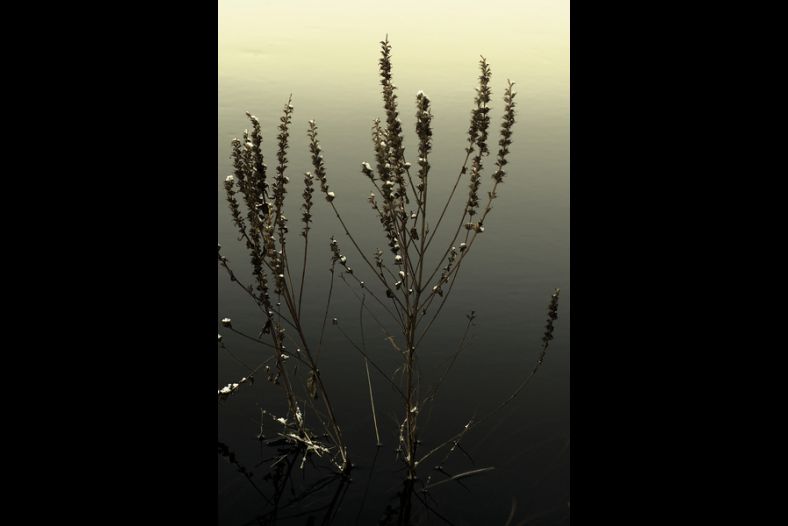 Evening light