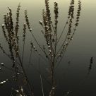 Evening light