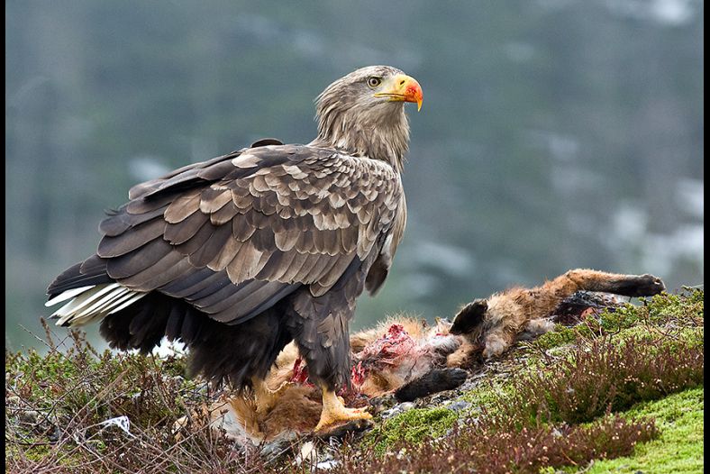 White-tailed eagle eating