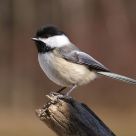 Black capped chickadee