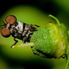Robber Fly