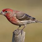House finch