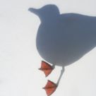 Gull's feet