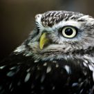 Owl portrait #1