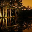 Forest Light