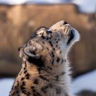 Snow Leapard