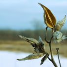 Winter Weed